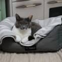 Photo of Freya