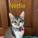 Photo of Nettle