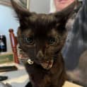 Photo of Nightshade