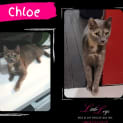 Photo of Chloe
