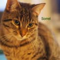 Photo of Sorrel