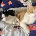 Photo of Oreo & Biscuit
