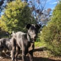 Photo of Shiloh