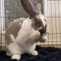 Photo of Maple 