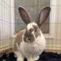 Photo of Maple 