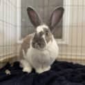 Photo of Maple 