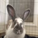 Photo of Maple 