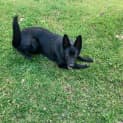 Photo of Stella ~ 10mo German Shepherd(on Trial 27/8/22)