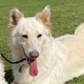 Photo of Snowy