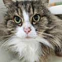 Photo of ๐พ Sylvester F02136 ๐พ