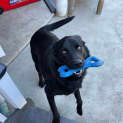 Photo of Chase ~ 14mo Labrador X Kelpie(on Trial 21/8/22)