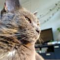 Photo of Tahlia π