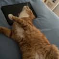 Photo of Pikachu (Was Ginger Snap)