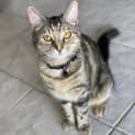 Photo of Amber