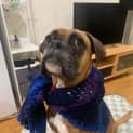 Photo of Cujo