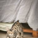 Photo of Maggie