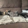 Photo of Meeko**2nd Chance Cat Rescue**