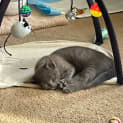 Photo of Meeko**2nd Chance Cat Rescue**