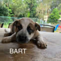 Photo of Bart
