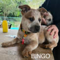Photo of Bingo
