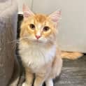 Photo of Crookshanks