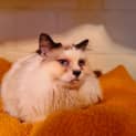 Photo of Penny