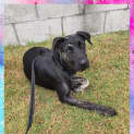 Photo of Stella