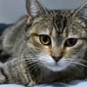 Photo of Bonnie 10319 Campbelltown Acf