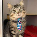 Photo of Cosmo