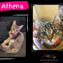 Photo of Athena
