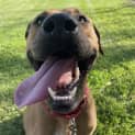 Photo of Thor