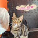 Photo of Gianni