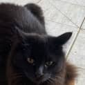 Photo of Franko