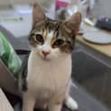 Photo of Clover 