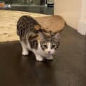 Photo of Clover 