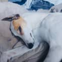 Photo of Pearl
