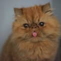 Photo of Caramel