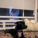 Photo of Dave Growl ~ 1yr Old Staffy(on Trial 12/9/22)
