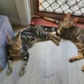 Photo of Oreo & Kristoff