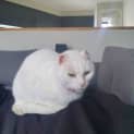 Photo of Snowy