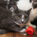 Photo of Kiki