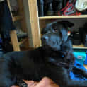 Photo of Rosie