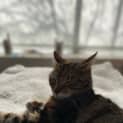 Photo of Luna