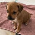 Photo of Puppy Korra Dl2926