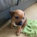 Photo of Puppy Momo Dl2930
