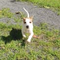Photo of Scout ~ Jack Russell X Poodle (On Trial 22/9/22)