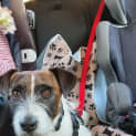 Photo of Cooper ~ 2yr Old Fox Terrier X On(on Trial 17/9/22)