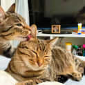 Photo of Sorrel