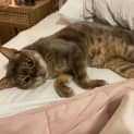 Photo of Bandit Purebred Bengal