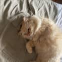 Photo of Odin